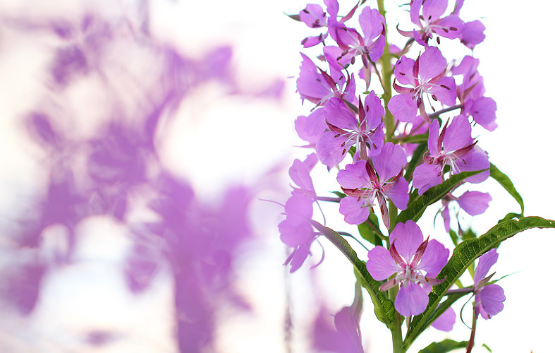 Гидролат Иван-чая  